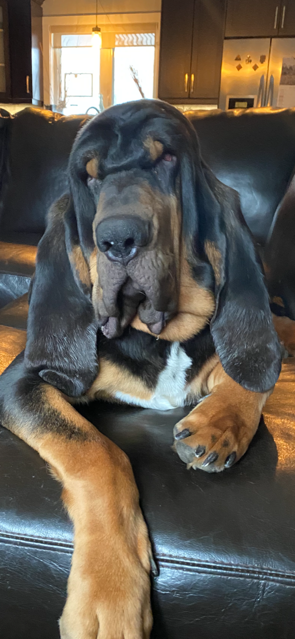 Bloodhound store puppy cost